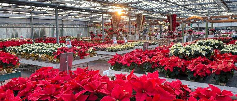 regali-di-natale-idee-regalo-natale-composizioni-floreali-diffusori-ambiente-stelle-di-natale-Quaiato