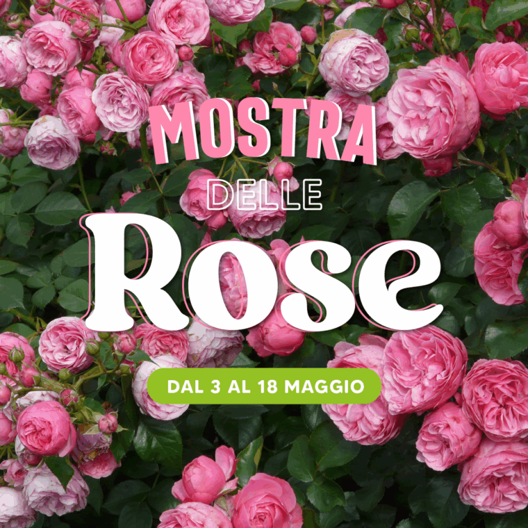 copertina-mostra-rose-aito-quaiato