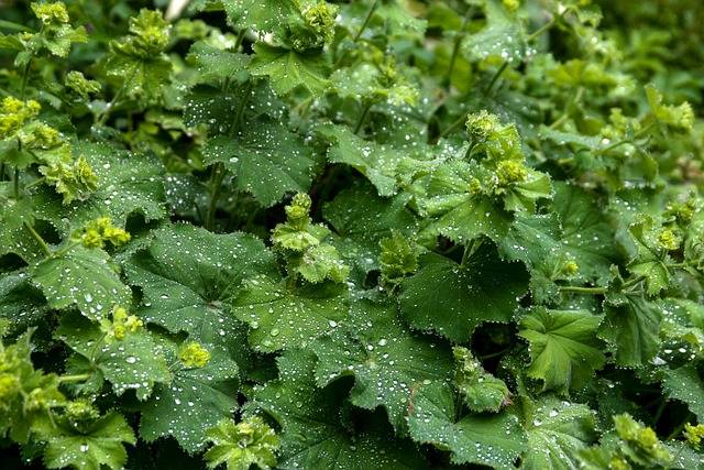 alchemilla-mollis-piante-perenni-da-ombra-quaiato.
