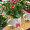 festa della mamma-idee regalo mamma-composizioni floreali-garden quaiato