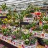 festa della mamma-idee regalo mamma-composizioni floreali-garden quaiato