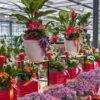 festa della mamma-idee regalo mamma-composizioni floreali-garden quaiato