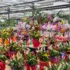 festa della mamma-idee regalo mamma-composizioni floreali-garden quaiato