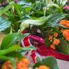festa della mamma-idee regalo mamma-composizioni floreali-garden quaiato