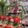 festa della mamma-idee regalo mamma-composizioni floreali-garden quaiato