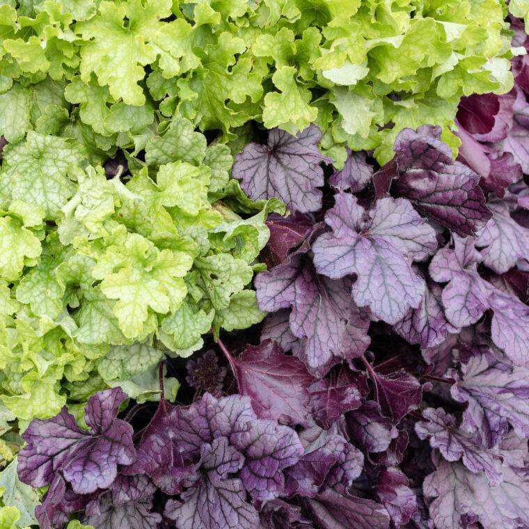 heuchera-piante-perenni-da-ombra-quaiato