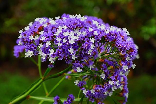  limonium-statice-piante-perenni-sole-mezzombra-quaiato-piante-perenni