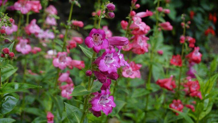 penstemon-piante-perenni-sole-mezzombra-quaiato-piante-perenni