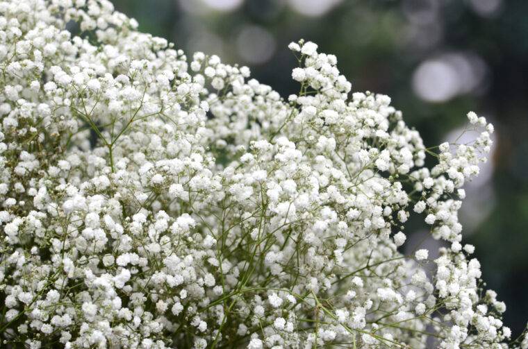 velo-da-sposa-piante-perenni-sole-mezzombra-quaiato-piante-perenni