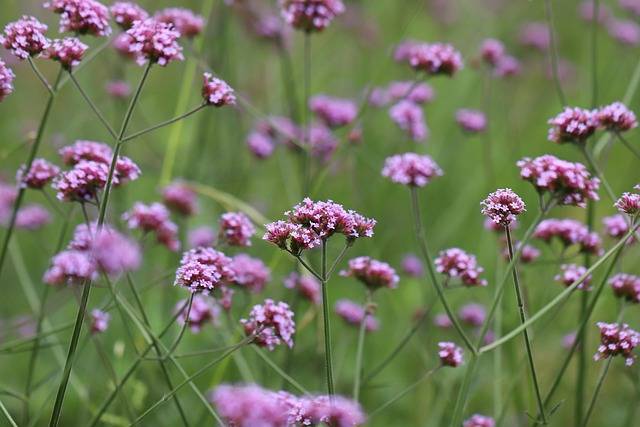verbena-lollipop-piante-perenni-sole-mezzombra-quaiato-piante-perenni