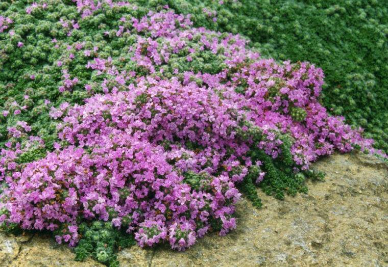 Thymus_praecox_-cosa-piantare-in-giugno-piante-resistenti-al-sole-forte-quaiato
