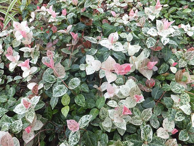 Trachelospermum_gelsomino-tricolor_-giardini-con-piante-perenni-quaiato-verona
