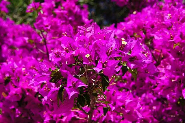 bougainvillea-cosa-piantare-in-giugno-piante-resistenti-al-sole-forte-quaiato