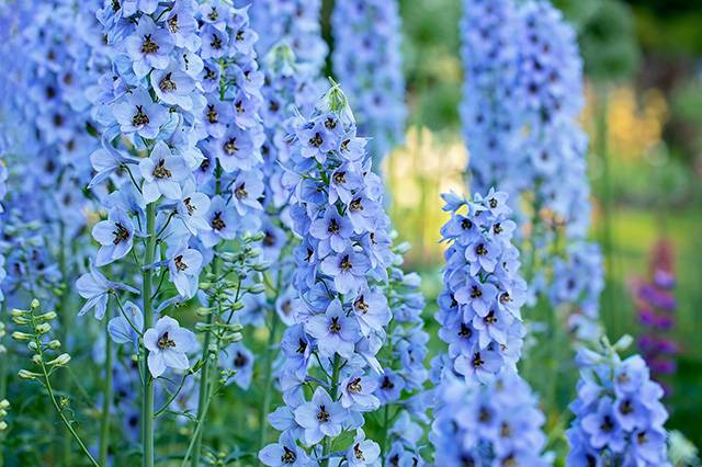 delphinium-giardini-con-piante-perenni-quaiato-verona