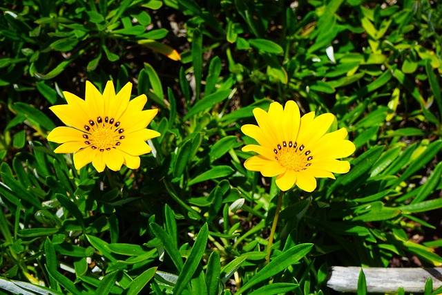 gazania-rigens-giardini-con-piante-perenni-quaiato-verona