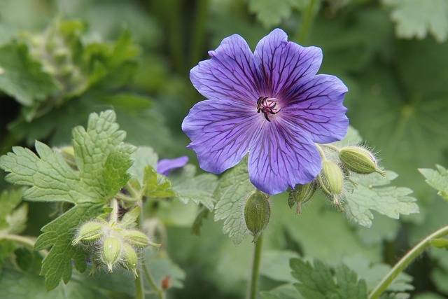 geranio-blu-rozanne-giardini-con-piante-perenni-quaiato-verona