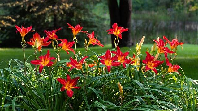 hemerocallis-cosa-piantare-in-giugno-piante-resistenti-al-sole-forte-quaiato