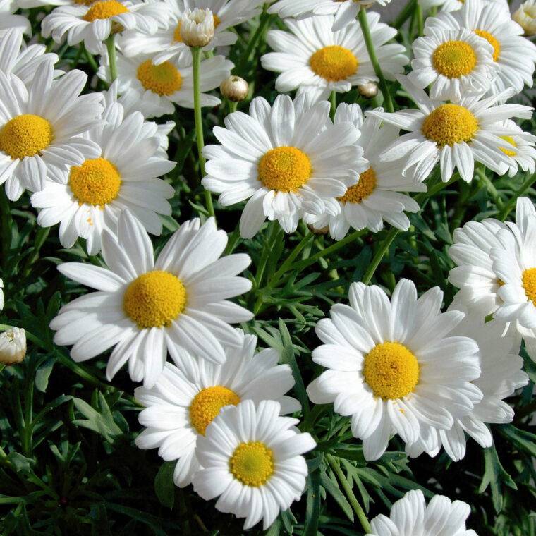 leucanthemum-margherita-giardini-con-piante-perenni-quaiato-verona