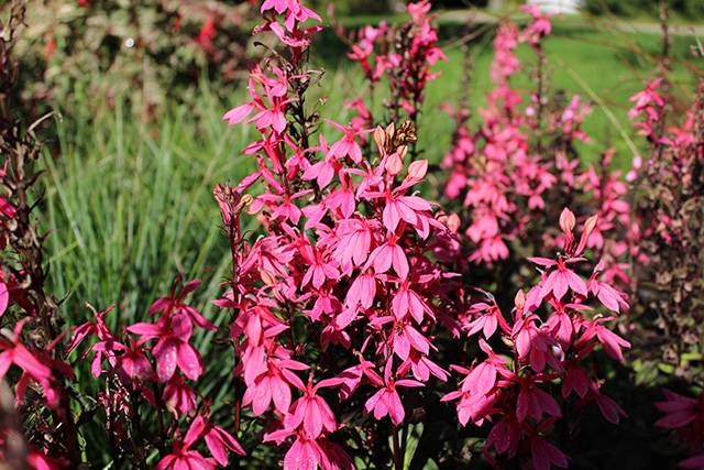  lobelia-speciosa-giardini-con-piante-perenni-quaiato-verona
