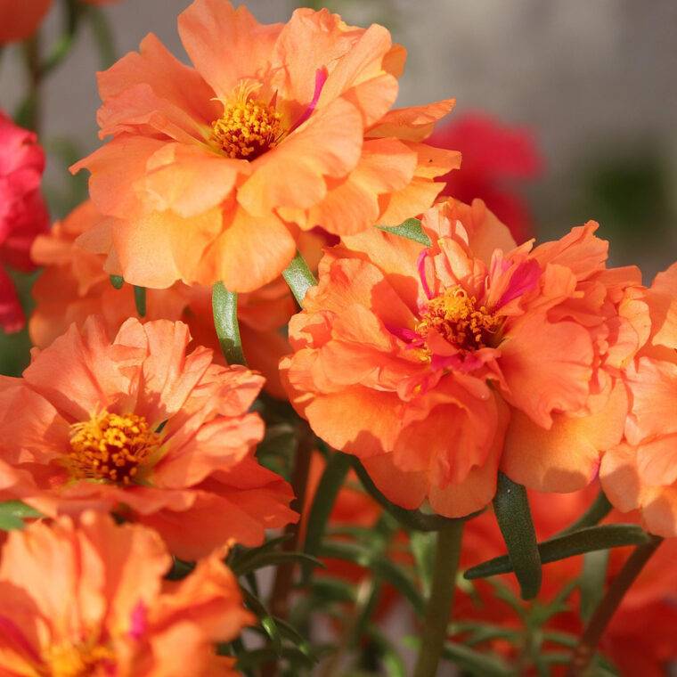 portulaca-cosa-piantare-in-giugno-piante-resistenti-al-sole-forte-quaiato