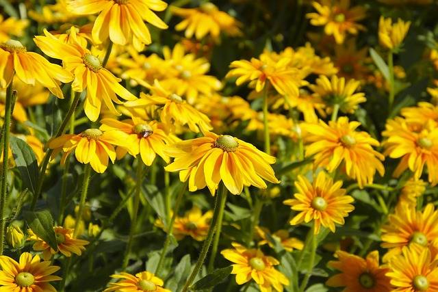 rudbeckia-giardini-con-piante-perenni-quaiato-verona