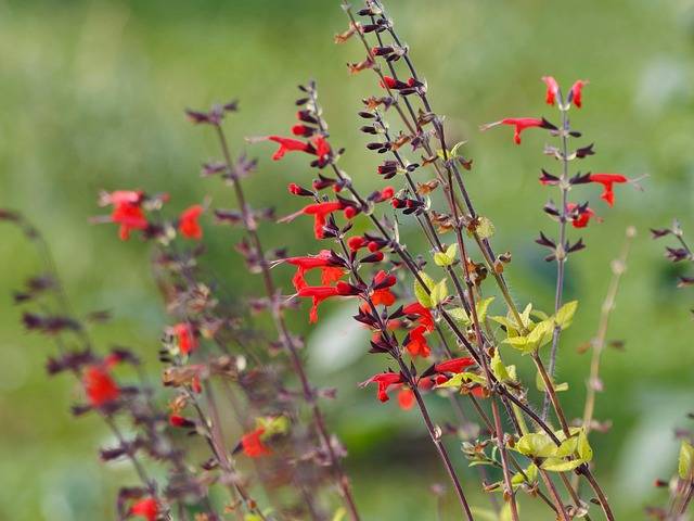 salvia-gregii-cosa-piantare-in-giugno-piante-resistenti-al-sole-forte-quaiato