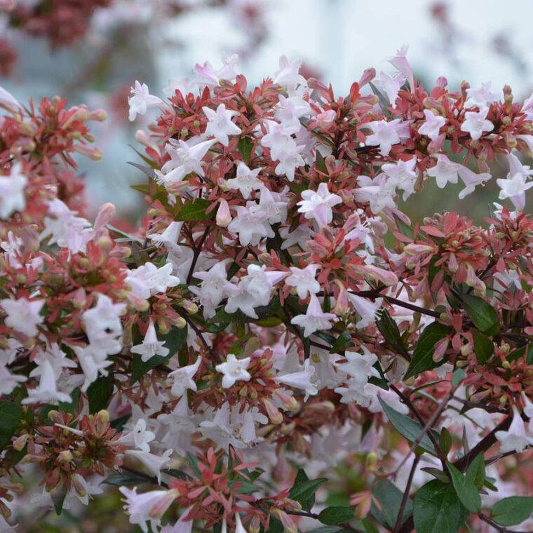 abelia2-piante-sempreverdi-a-verona-quaiato