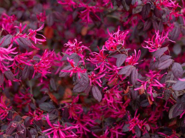 loropetalum-piante-sempreverdi-a-verona-quaiato