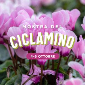 mostra-ciclamini2025