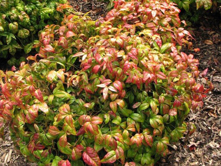 nandina-fire-power-piante-sempreverdi-a-verona-quaiato