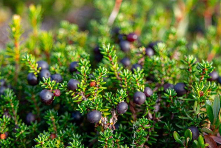 Piante-invernali-da-esterno-resistenti-al-gelo-empetrum-quaiato