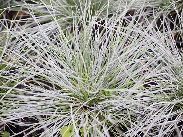 festuca-Piante-invernali-da-esterno-resistenti-al-gelo-quaiato-verona