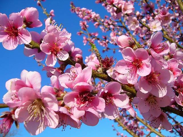 chaenomelis-japonica-fior-di-pesco-piante-invernali-resistenti-al-gelo-da-coltivare-in-gennaio-quaiato-verona