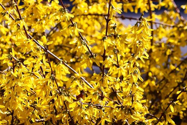 orsythia-piante-invernali-resistenti-al-gelo-da-coltivare-in-gennaio-quaiato-verona