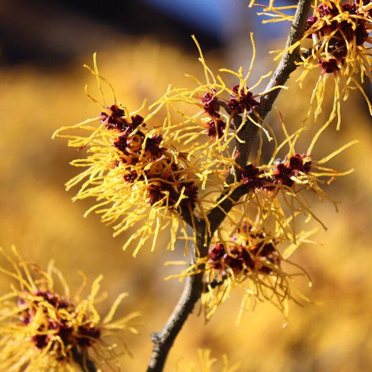 hamamelis-piante-invernali-resistenti-al-gelo-da-coltivare-in-gennaio-quaiato-verona
