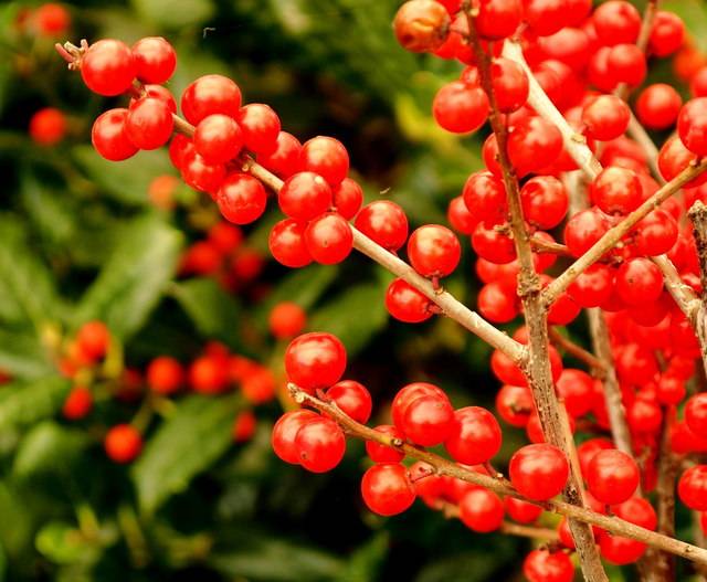 ilex-verticillata-piante-invernali-resistenti-al-gelo-da-coltivare-in-gennaio-quaiato-verona