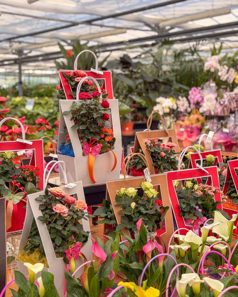 composizioni floreali pasquali-terrari-piante grasse-piante da interno-verona-quaiato