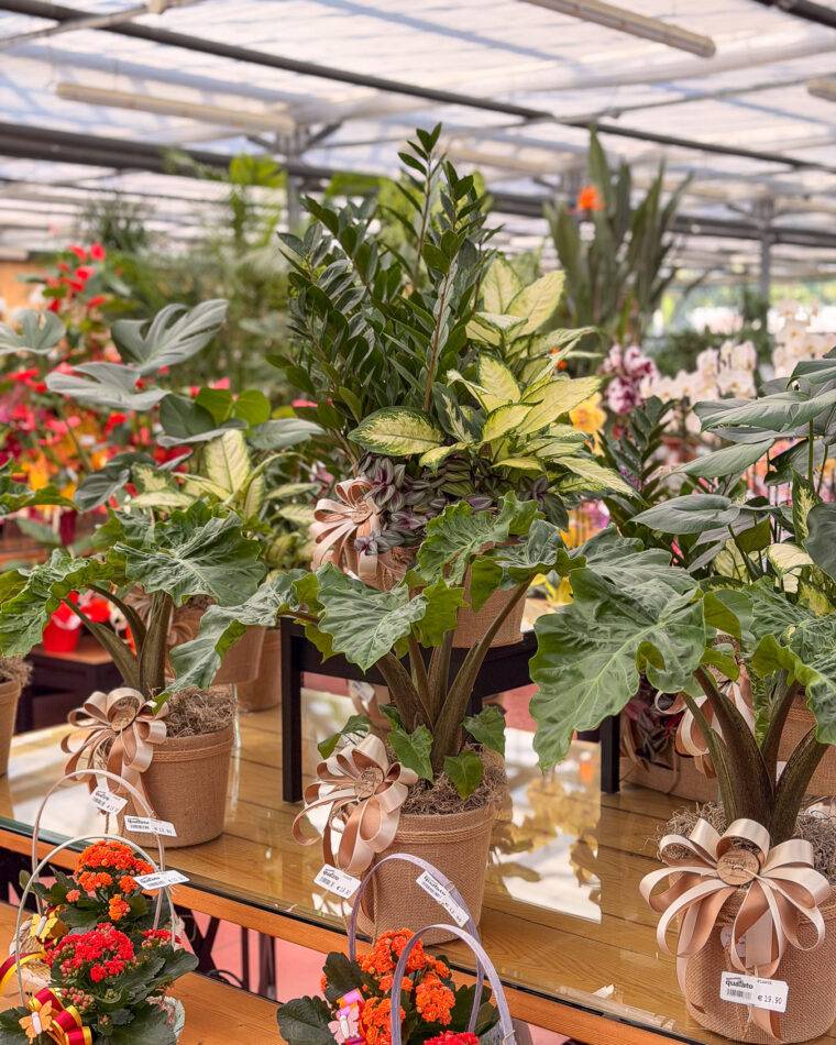 composizioni floreali pasquali-terrari-piante grasse-piante da interno-verona-quaiato