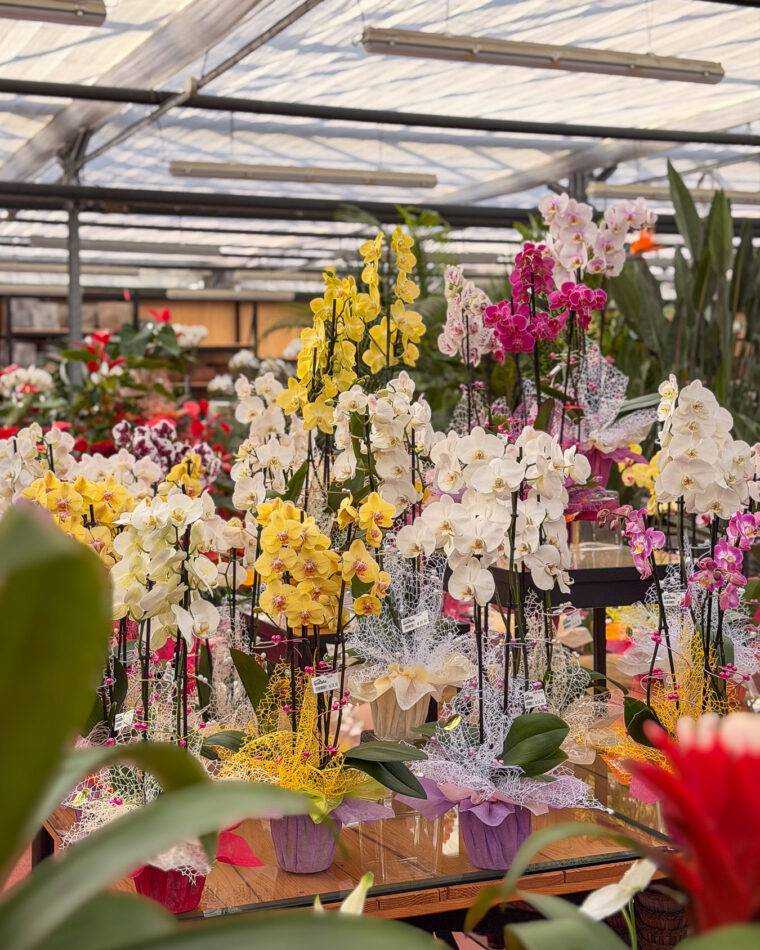 composizioni floreali pasquali-terrari-piante grasse-piante da interno-verona-quaiato