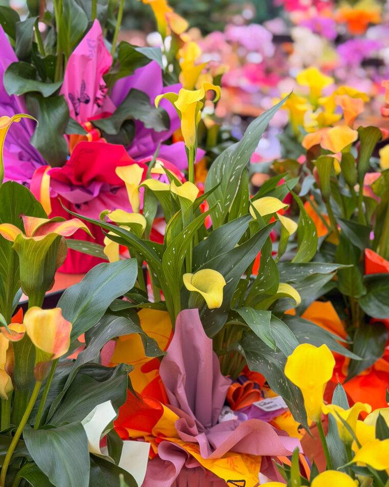 composizioni floreali pasquali-terrari-piante grasse-piante da interno-verona-quaiato