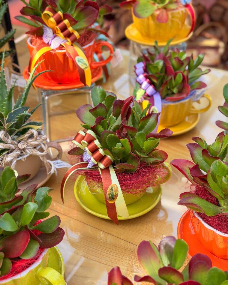 composizioni-floreali-pasquali-terrari-piante-grasse-piante-da-interno-verona-quaiato