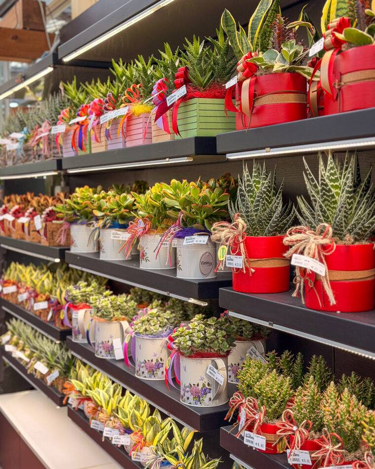 composizioni-floreali-pasquali-terrari-piante-grasse-piante-da-interno-verona-quaiato