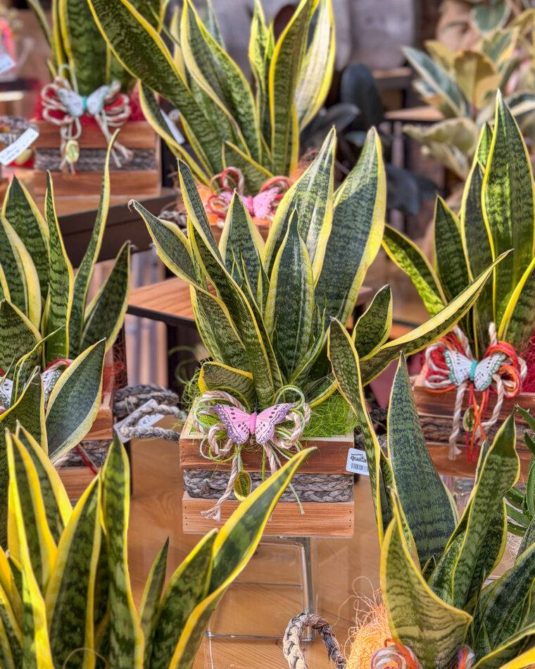 composizioni-floreali-pasquali-terrari-piante-grasse-piante-da-interno-verona-quaiato