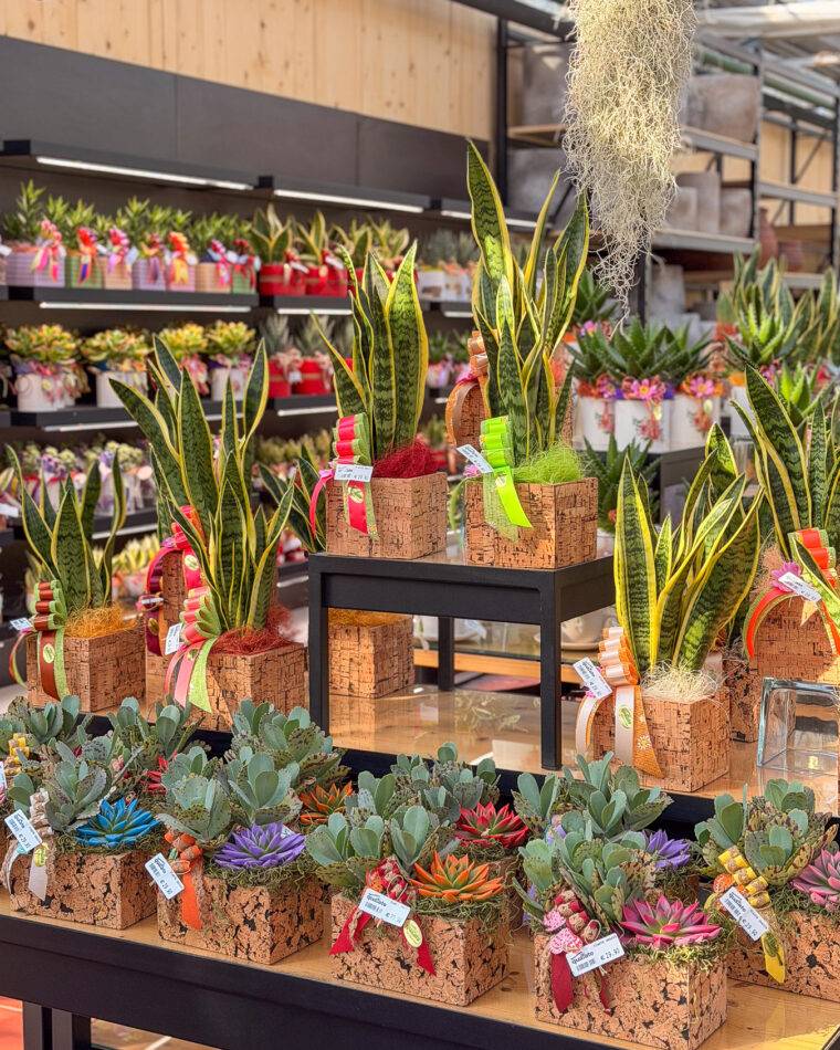 composizioni-floreali-pasquali-terrari-piante-grasse-piante-da-interno-verona-quaiato