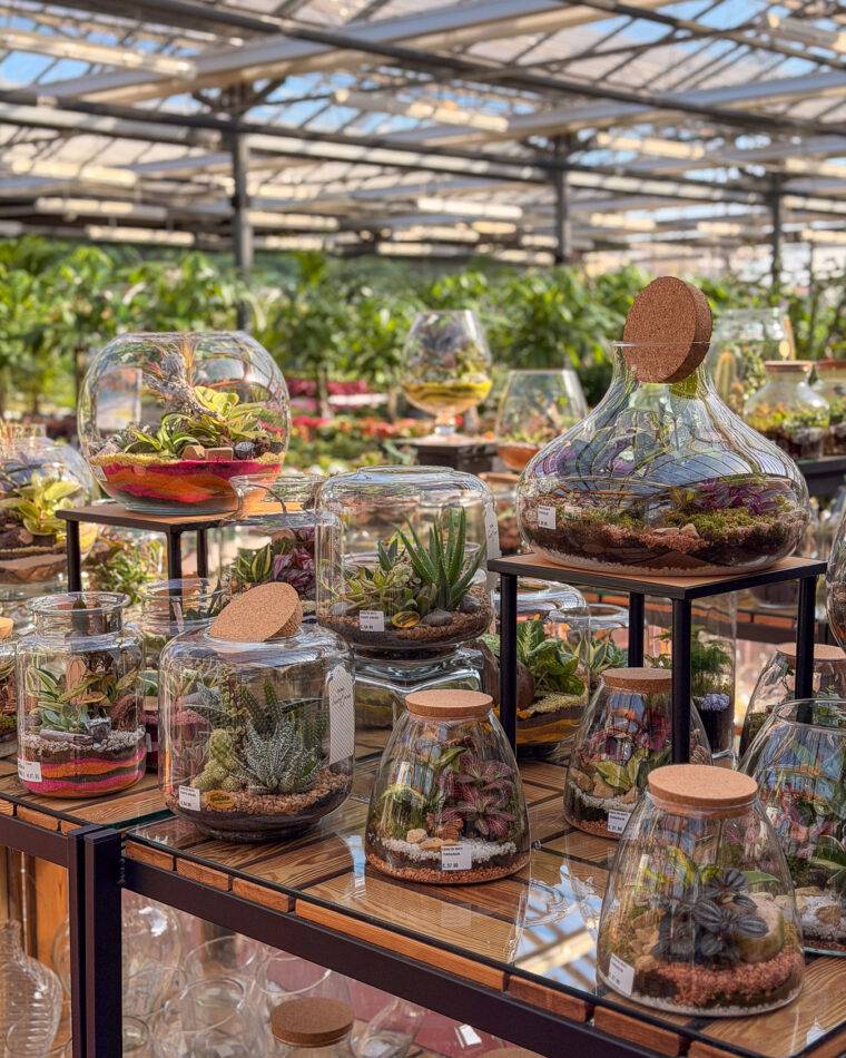 composizioni floreali pasquali-terrari-piante grasse-piante da interno-verona-quaiato