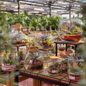 composizioni-floreali-pasquali-terrari-piante-grasse-piante-da-interno-verona-quaiato