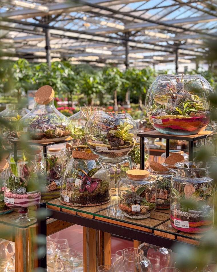 composizioni-floreali-pasquali-terrari-piante-grasse-piante-da-interno-verona-quaiato