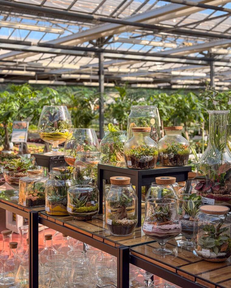 composizioni floreali pasquali-terrari-piante grasse-piante da interno-verona-quaiato