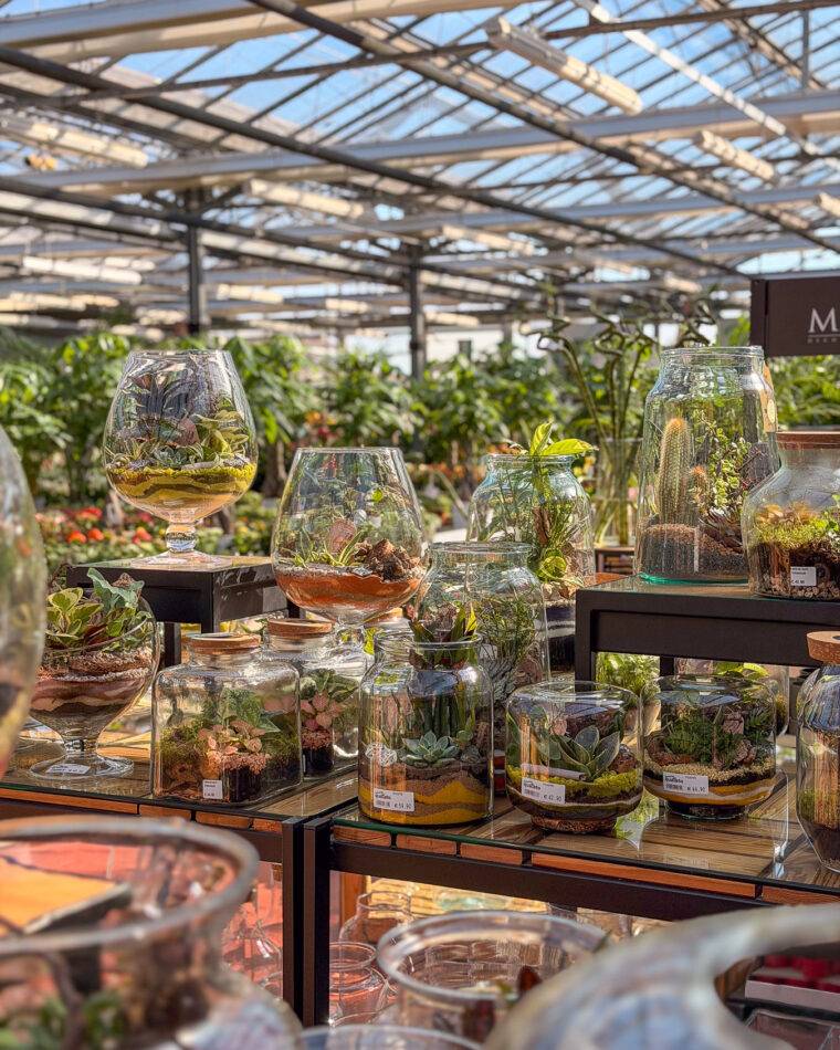 composizioni floreali pasquali-terrari-piante grasse-piante da interno-verona-quaiato