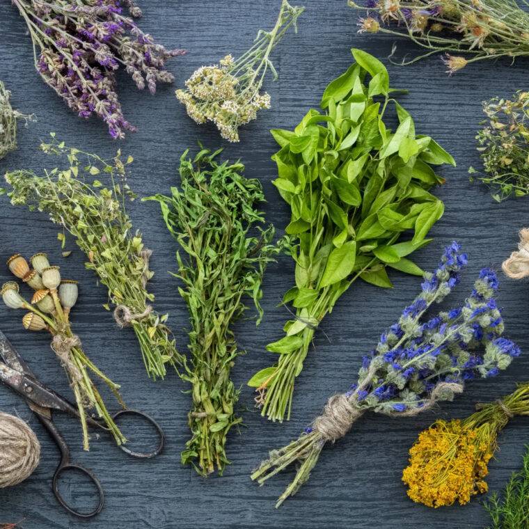 copeertina-erbe-aromatiche-particolari-piante-aromatiche-verona-quaiato